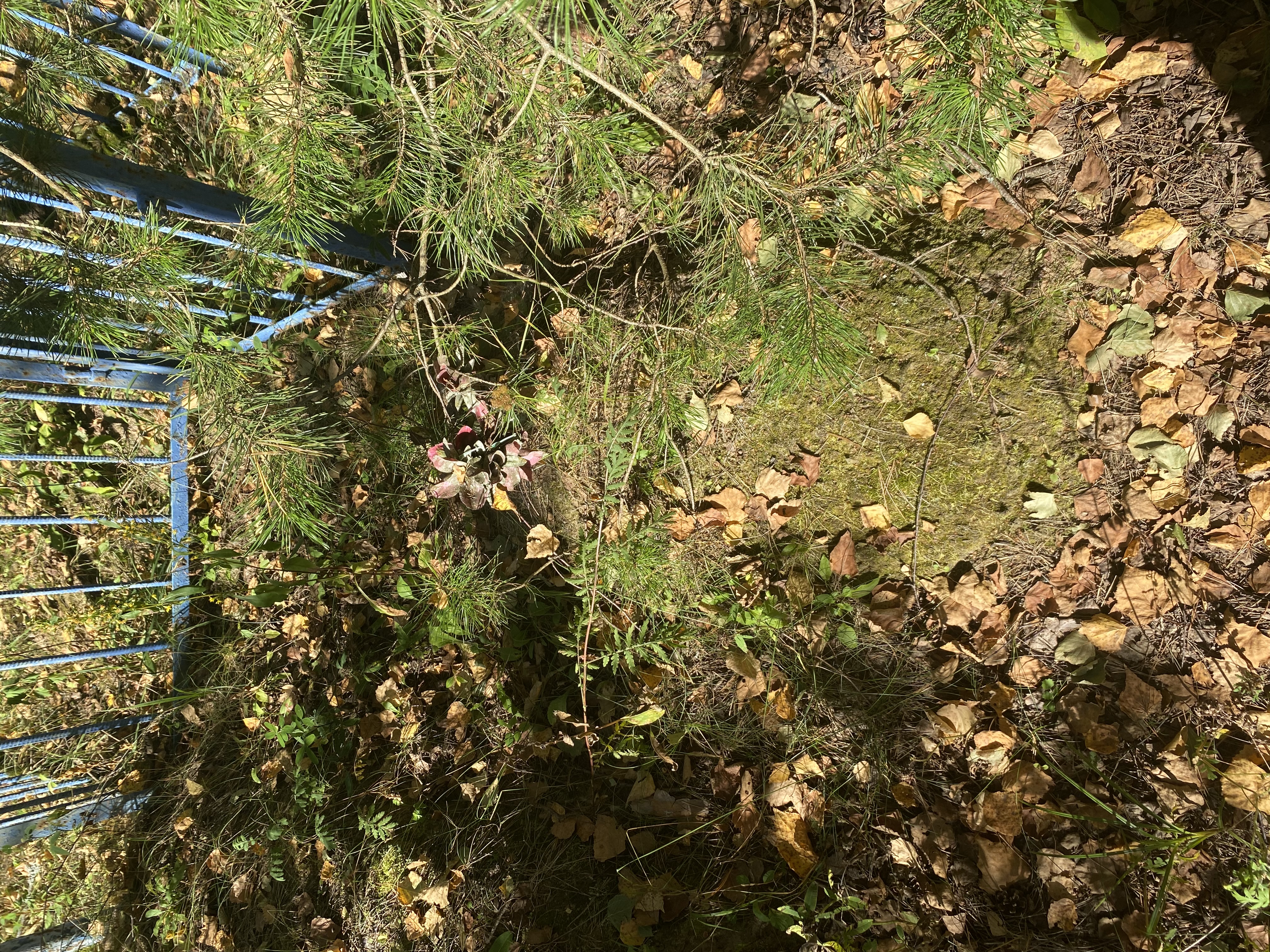 Фотография надгробия