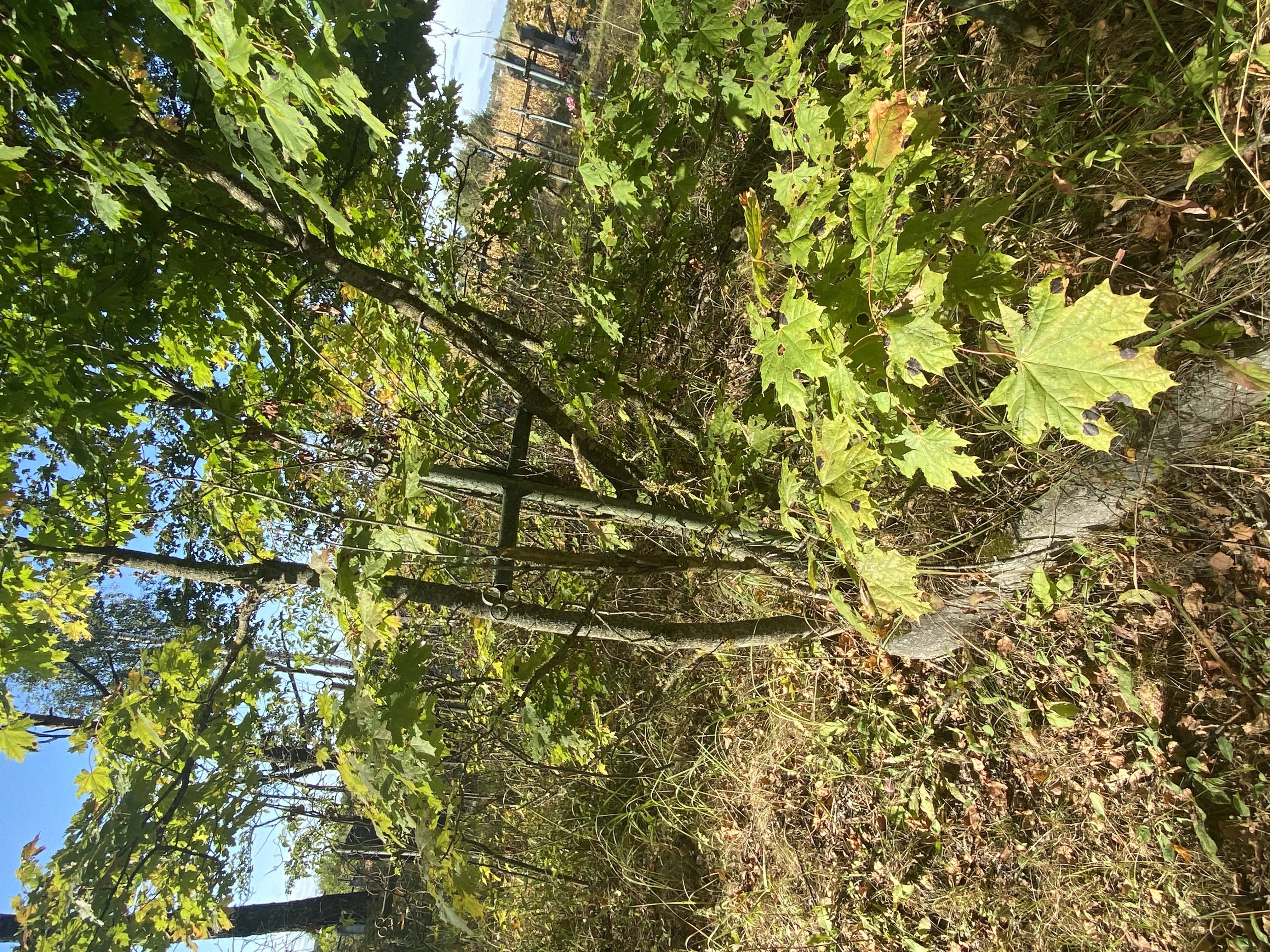 Фотография надгробия