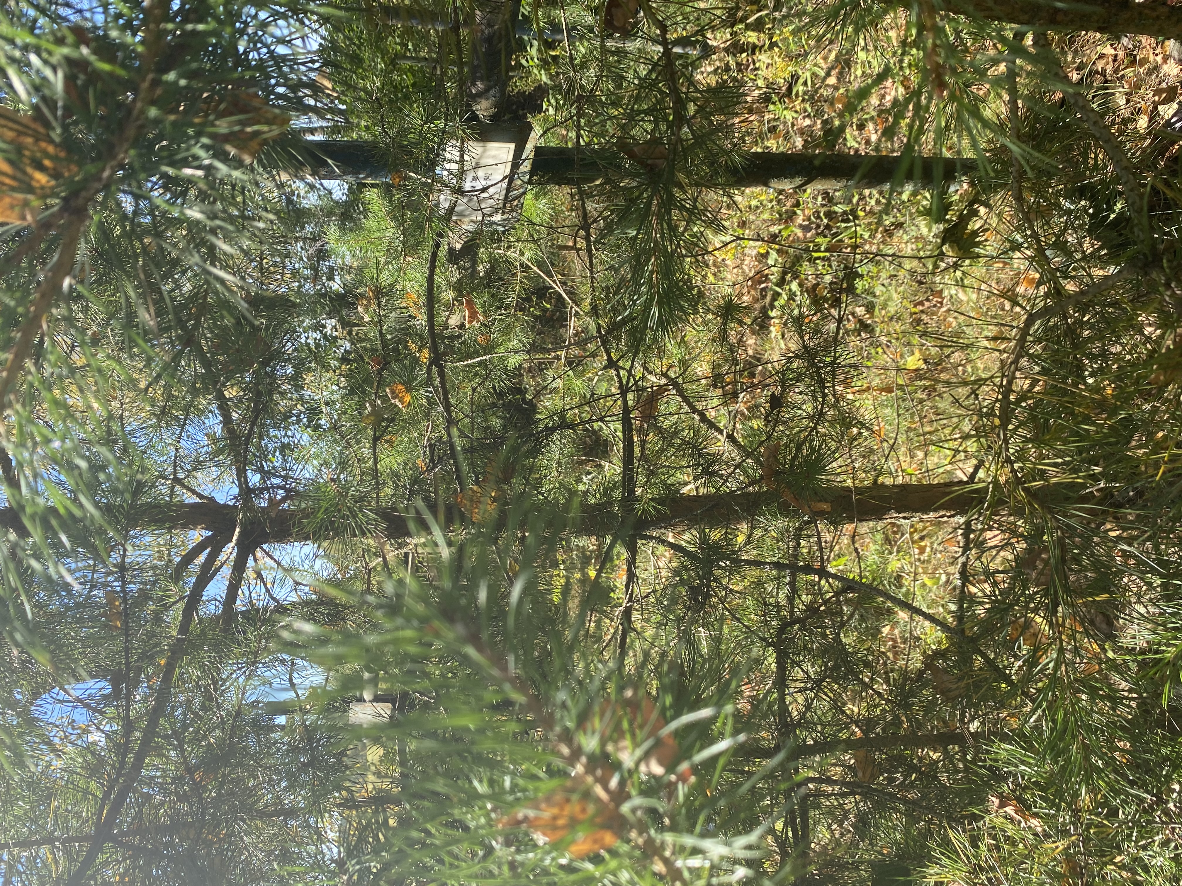 Фотография надгробия